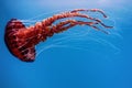 Red jellyfishÃÂ dancingÃÂ in the blue ocean water,ÃÂ compass jellyfish Royalty Free Stock Photo